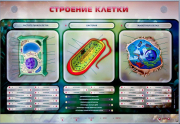 Стенды для кабинета биологии - «globural.ru» - Брянск