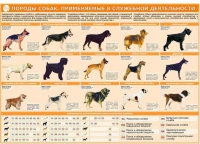Комплект плакатов "Кинология" - «globural.ru» - Брянск