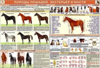 Комплект плакатов "Служебное коневодство" - «globural.ru» - Брянск