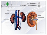 Стенд "Строение почки человека" - «globural.ru» - Брянск