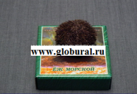 Сухой препарат "Еж морской" - «globural.ru» - Брянск