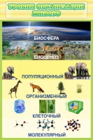 Стенд "Уровни организации живого" - «globural.ru» - Брянск