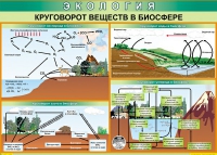 Таблица Круговорот веществ в биосфере 1000*700 винил - «globural.ru» - Брянск