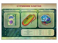 Электрифицированный стенд "Строение клетки" с маркерными полями - «globural.ru» - Брянск