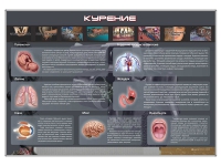Стенд "Курение" (вариант 1) - «globural.ru» - Брянск