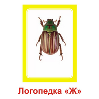 Логопедка "Ж" (логопедические карточки) - «globural.ru» - Брянск