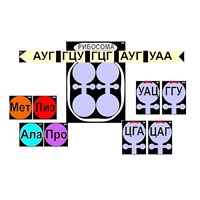 Модель-аппликация "Биосинтез белка" (ламинированная) - «globural.ru» - Брянск