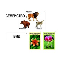Модель-аппликация "Классификация растений и животных" (ламинированная) - «globural.ru» - Брянск