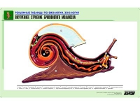 Рельефная таблица "Внутреннее строение брюхоногого моллюска" (формат А1, матовое ламинир.) - «globural.ru» - Брянск