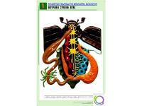 Рельефная таблица "Внутреннее строение жука" (формат А1, матовое ламинир.) - «globural.ru» - Брянск