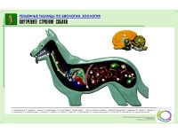 Рельефная таблица "Внутреннее строение собаки" (формат А1, матовое ламинир.) - «globural.ru» - Брянск
