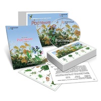Комбинированное наглядное пособие «Растения» - «globural.ru» - Брянск