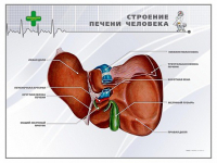 Стенд "Строение печени человека" - «globural.ru» - Брянск
