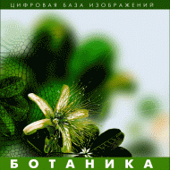 Ботаника. (Цифровая база изображений) - «globural.ru» - Брянск