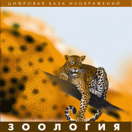Зоология. (Цифровая база изображений) - «globural.ru» - Брянск