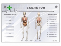 Электрифицированный стенд-тренажер "Скелетон" - «globural.ru» - Брянск