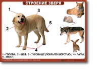 Ознакомление с окружающим миром. 1-4 класс. Комплект таблиц. Наглядные пособия для начальной школы, учебные пособия - «globural.ru» - Брянск