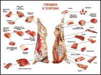 Правила разделки мясных туш "Говядина и телятина" 1000*1400 винил - «globural.ru» - Брянск
