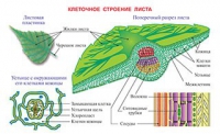 Плакаты и таблицы по биологии - «globural.ru» - Брянск