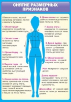 Стенд "Снятие мерок" (вариант 2) - «globural.ru» - Брянск