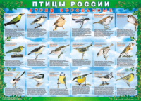 Таблица Птицы России из  4 листов в комплекте 1000*1400 винил	 - «globural.ru» - Брянск