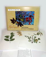 Гербарий Деревья и кустарники (20 видов) - «globural.ru» - Брянск