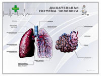 Стенд "Дыхательная система человека" - «globural.ru» - Брянск