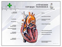 Стенд "Строение сердца человека" - «globural.ru» - Брянск