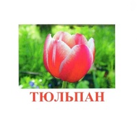 Карточки Домана "Цветы-1" - «globural.ru» - Брянск