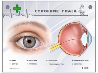 Интерактивный стенд "Строение глаза" - «globural.ru» - Брянск