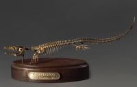 Модель скелета мозазавра Mosasaurus - «globural.ru» - Брянск