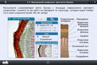 Интерактивные курсы. Биология 5 класс. Расширенный - «globural.ru» - Брянск