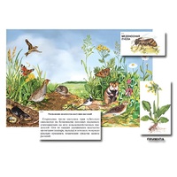 Магнитный плакат-аппликация "Луг: биоразнообразие и взаимосвязи в сообществе" - «globural.ru» - Брянск