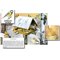 Магнитный плакат-аппликация "Биоразнообразие и экологические группы. Птицы зимой" - «globural.ru» - Брянск