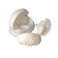 Модель мозга в разрезе - «globural.ru» - Брянск