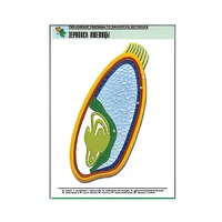 Рельефная таблица "Зерновка пшеницы" (формат А1, матовое ламинир.) - «globural.ru» - Брянск