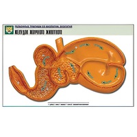 Рельефная таблица "Желудок жвачного животного" (формат А1, матовое ламинир.) - «globural.ru» - Брянск