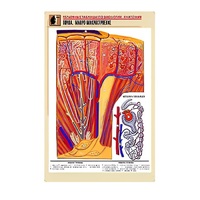 Рельефная таблица "Почка. Макро-микростроение" - «globural.ru» - Брянск