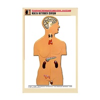 Рельефная таблица "Железы внутренней секреции" (формат А1, матовое ламинир.) - «globural.ru» - Брянск