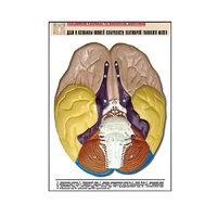Рельефная таблица "Доли и извилины нижней поверхности полушарий головного мозга" - «globural.ru» - Брянск