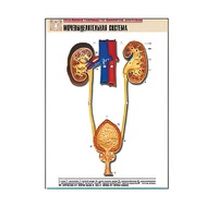 Рельефная таблица "Мочевыделительная система" (формат А1, матовое ламинир.) - «globural.ru» - Брянск