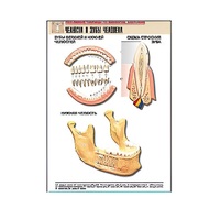Рельефная таблица "Челюсти и зубы человека" (формат А1, матовое ламинир.) - «globural.ru» - Брянск