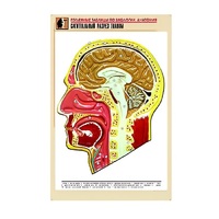 Рельефная таблица "Сагиттальный разрез головы" (формат А1, матовое ламинир.) - «globural.ru» - Брянск