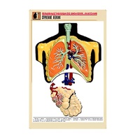 Рельефная таблица "Строение легких" (формат А1, матовое ламинир.) - «globural.ru» - Брянск
