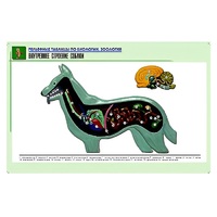 Рельефная таблица "Внутреннее строение собаки" (формат А1, матовое ламинир.) - «globural.ru» - Брянск