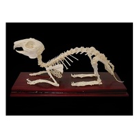 Скелет кролика - «globural.ru» - Брянск