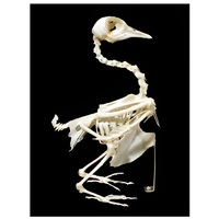 Скелет голубя - «globural.ru» - Брянск