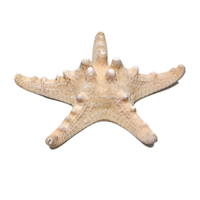 Сухой препарат "Звезда морская" (вариант 2) - «globural.ru» - Брянск