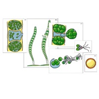 Модель-аппликация "Размножение многоклеточной водоросли" (ламинированная) - «globural.ru» - Брянск