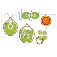 Модель-аппликация "Размножение одноклеточной водоросли" (ламинированная) - «globural.ru» - Брянск